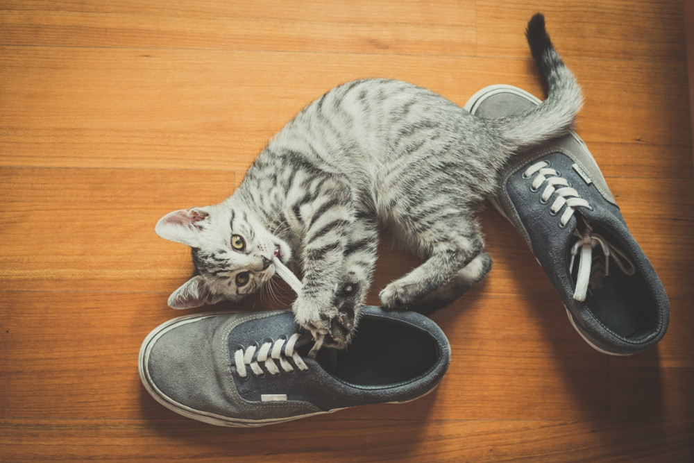 cica cipővel és cipőfűzővel játszik