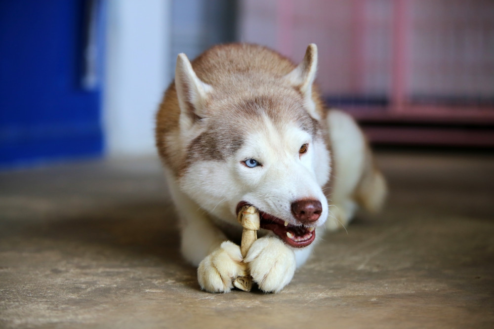 husky nyersbőr csontot rág