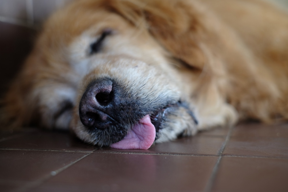 kutya kilógó nyelvvel alszik