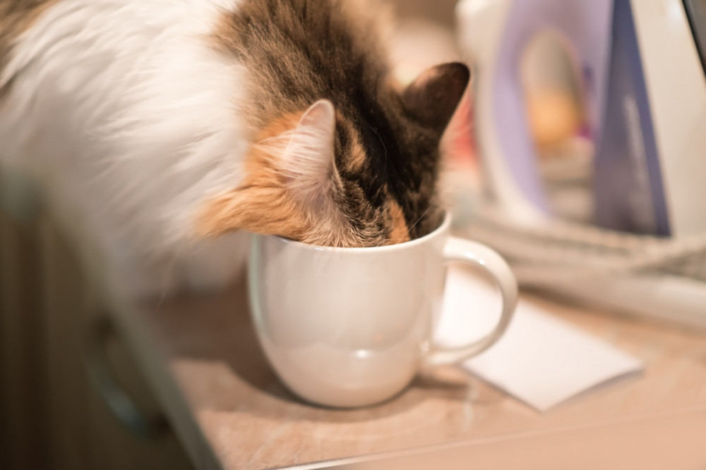 macska csészét nyalogat