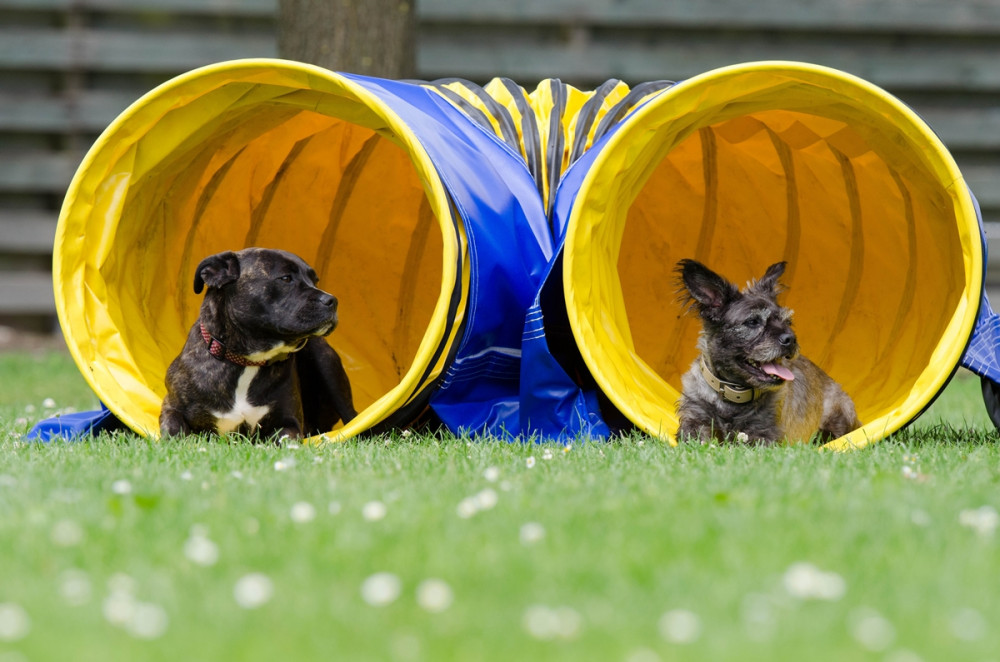két kutya az agility alagút végében fekve néz