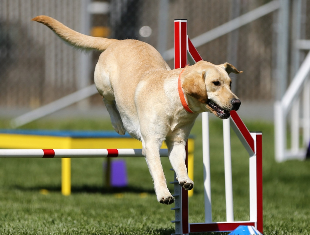 labrador agility pályán ugrik