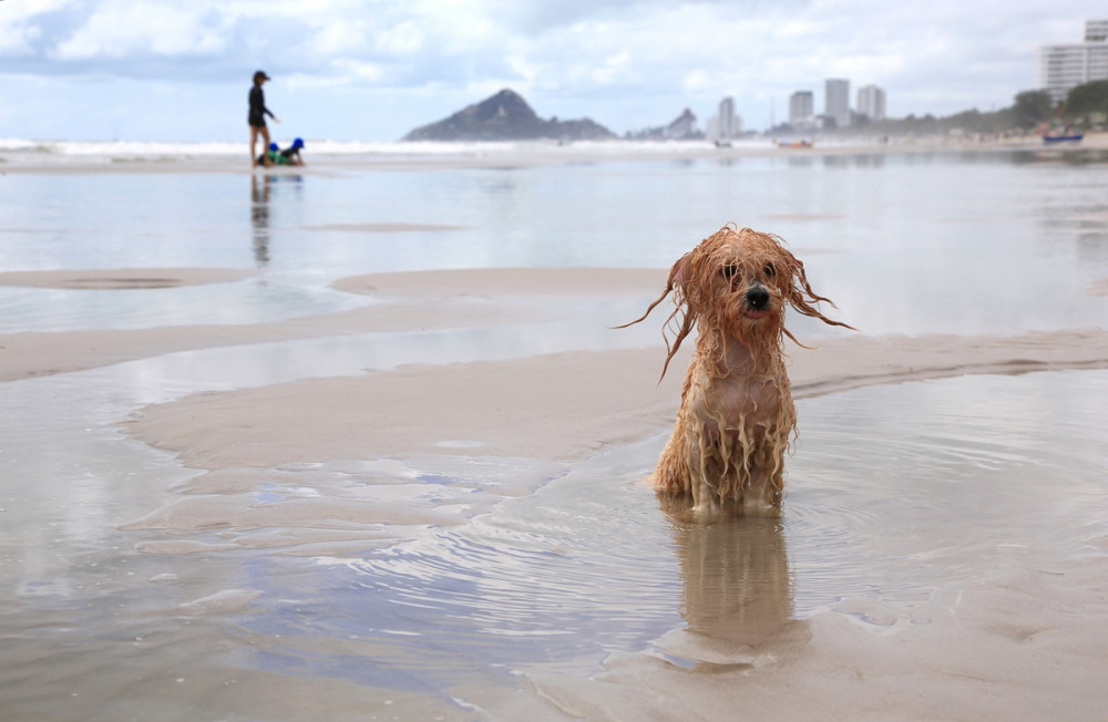 vizes kutya ül a tengerparton, mögötte a hátttérben család