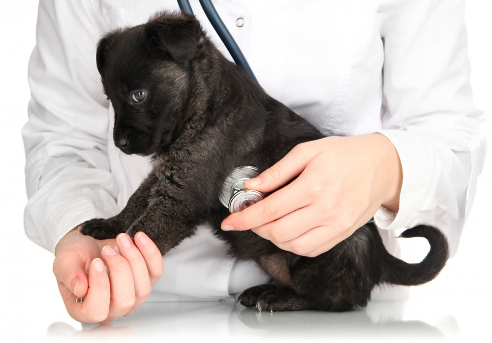 állatorvos kiskutyát vizsgál sztetoszkóppal