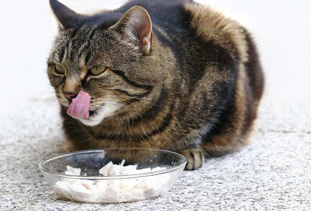 cica nyalja a száját, előtte tálkában étel