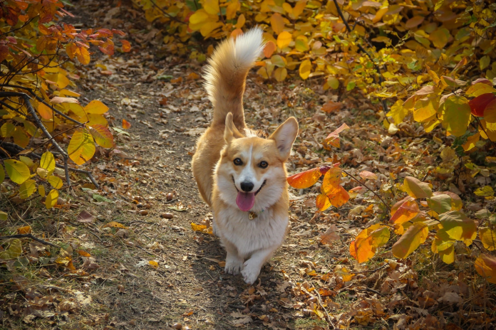 boldogan csóváló és lihegő corgie