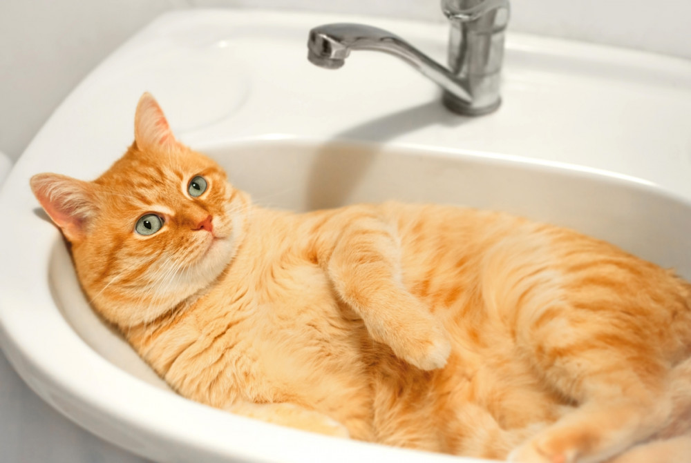 vörös cica elégedetten hever a mosdóban