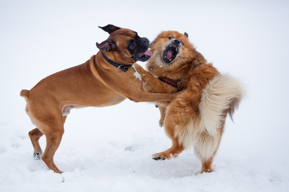 két kutya verekszik