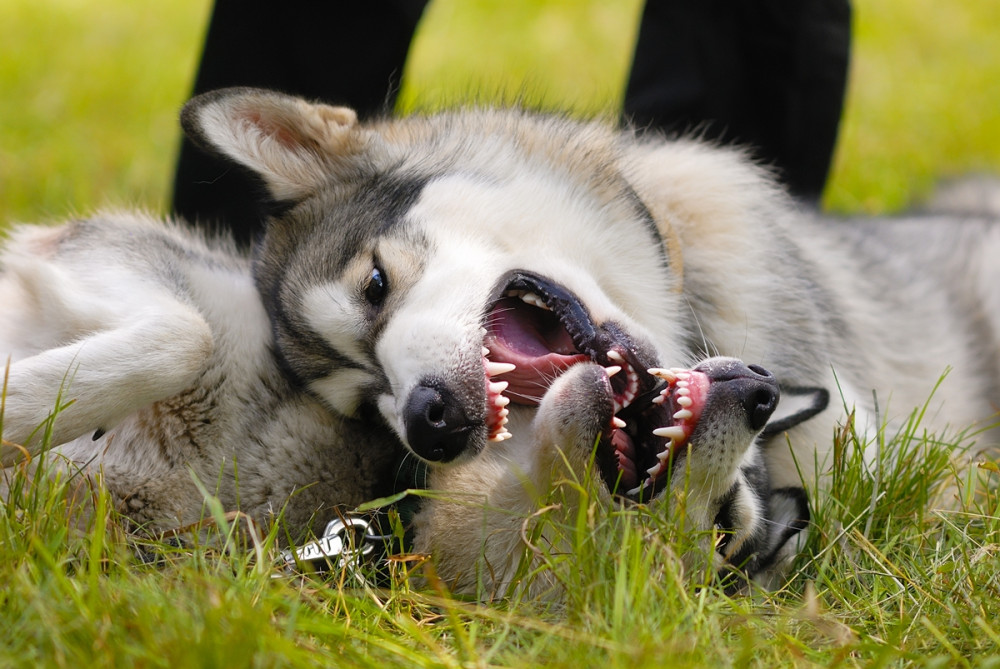 két kutya földön fekve játékosan bunyózik