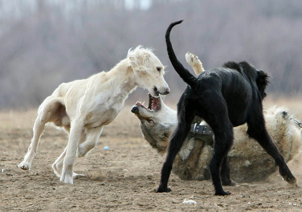 három kutya verekszik