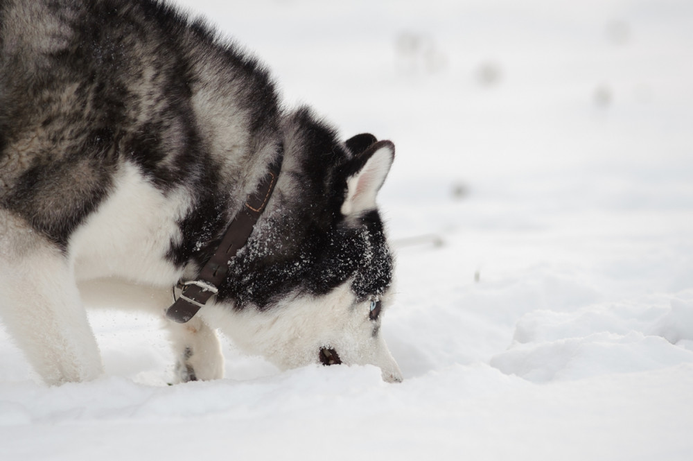 husky havat szimatol