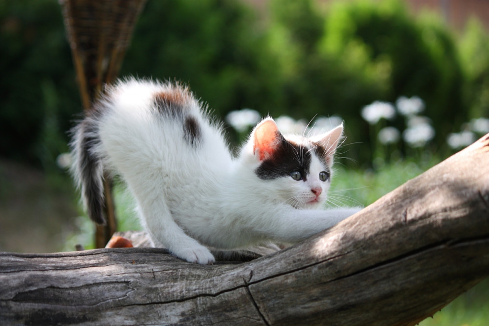 cuki fekete-fehér cica kapar egy faágon