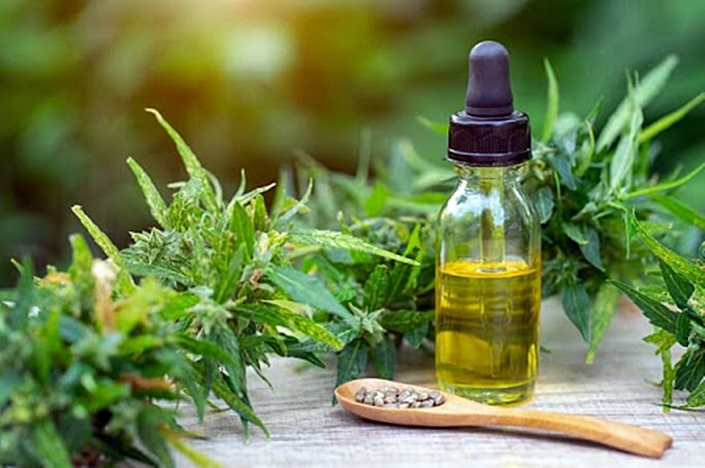 cbd olaj kender növény előtt