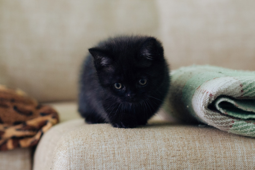 Pici, fekete cica a kanapén