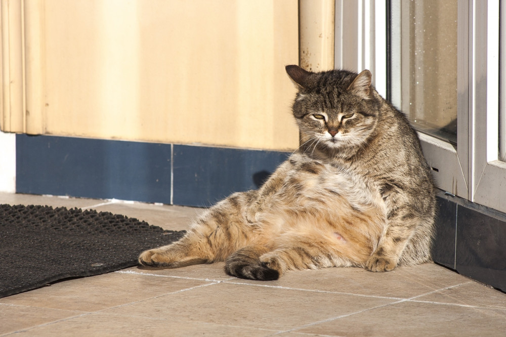 nagyon kövér cica hever a teraszajtónál
