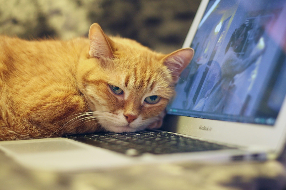 vörös cica a laptop billentyűzetére hajtja a fejét
