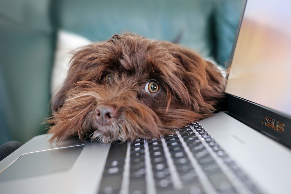barna kutyus a laptop billentyűzetére hajtja a fejét