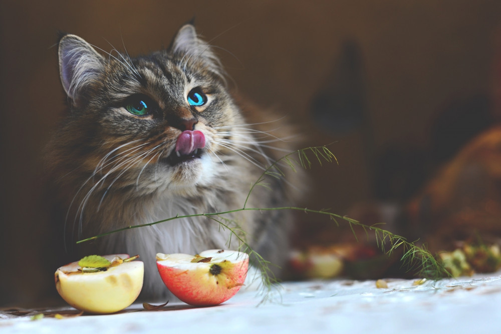 cica az asztalnál nyalja a száját, az asztalon alma félbevágva