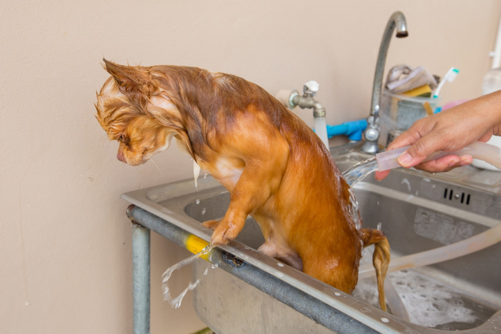 kicsi kutya kifelé les a mosdóból, miközben fürdetik