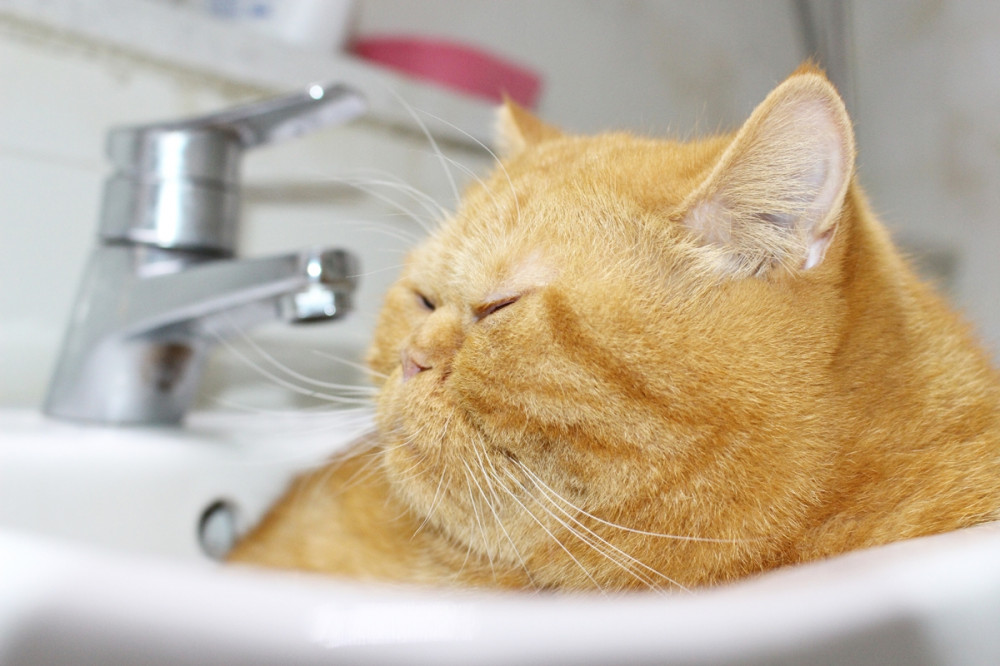 Kövér, vörös cica a mosdóban