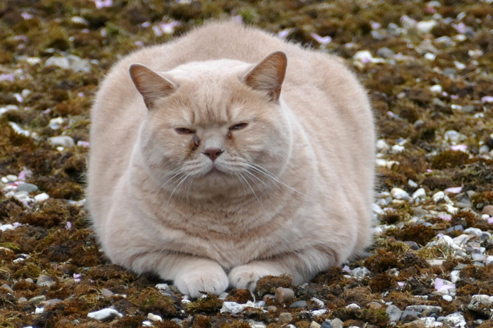 Kövér macska fekszik a földön
