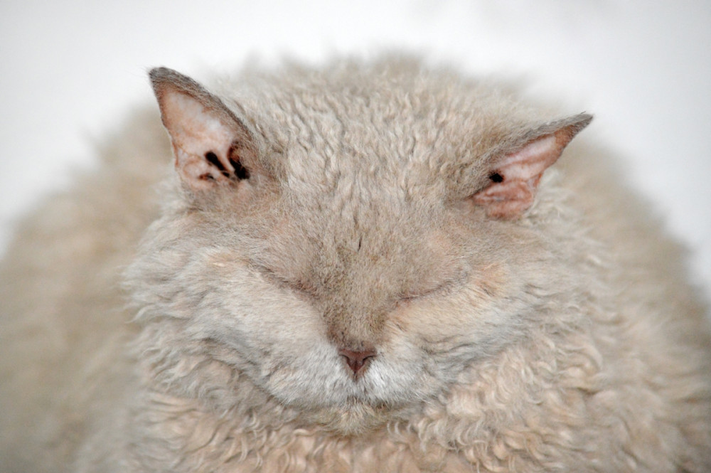 Kövér macska csukott szemmel gubbaszt
