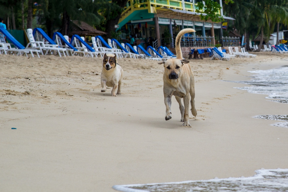 kutyák futnak a strand homokos vízpartján