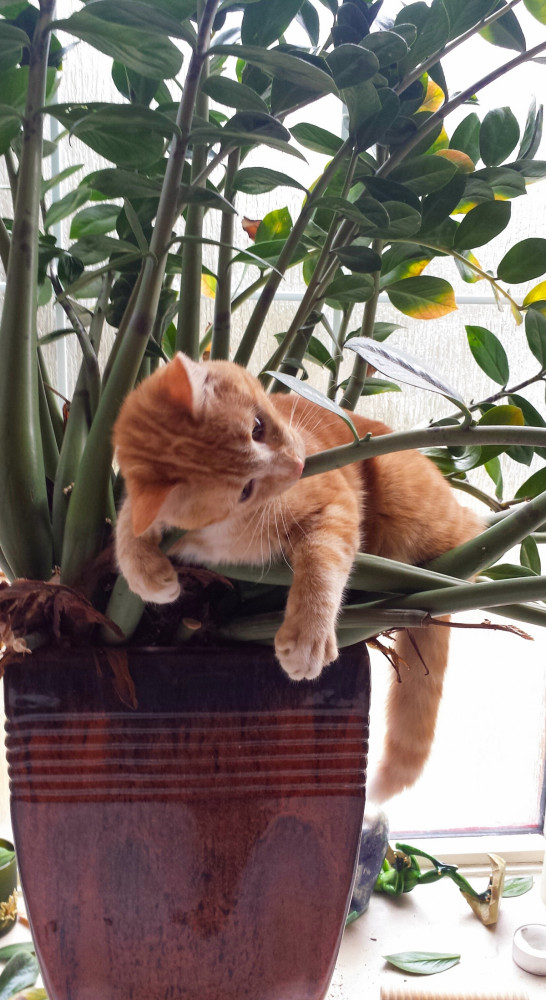 cica nagy cserép tetején csüng és rágja a növényt