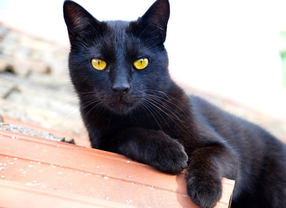 fekete macska hever a tető szélén