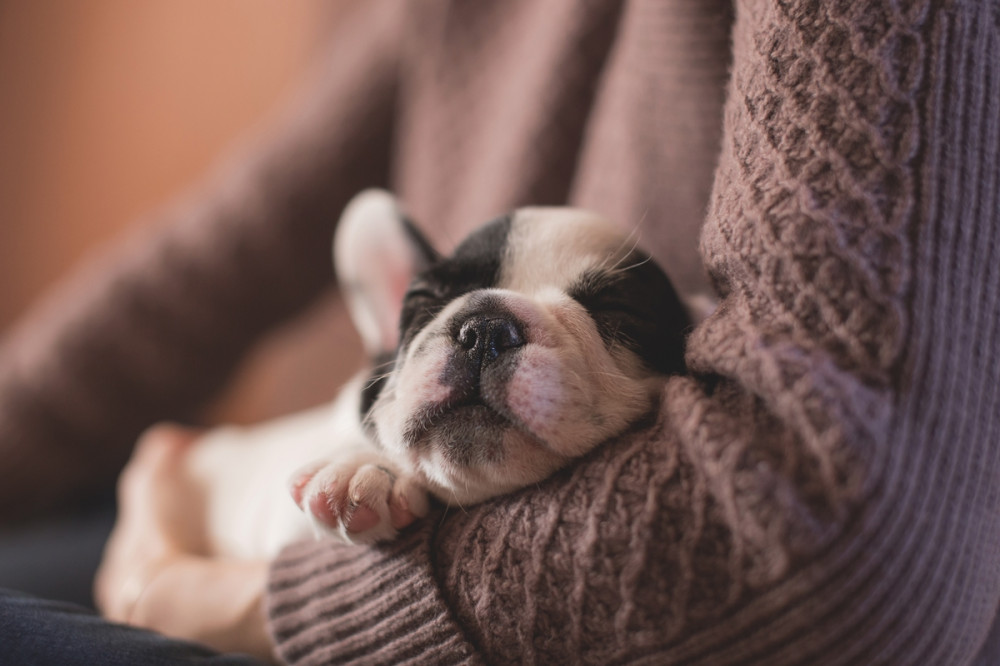 gazda karjában apró francia bulldog alszik