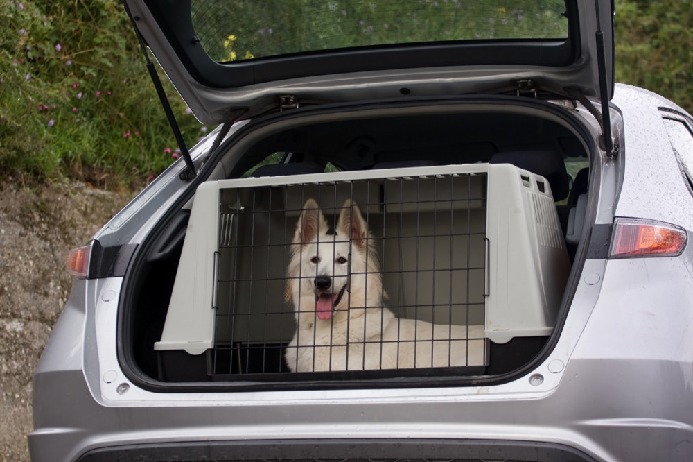 kutya a kocsi csomagtartójába helyezett ketrecben pihen