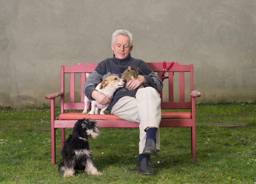 idős ember ül a padon, előtte schnauzer, ölében egy kutya és egy cica