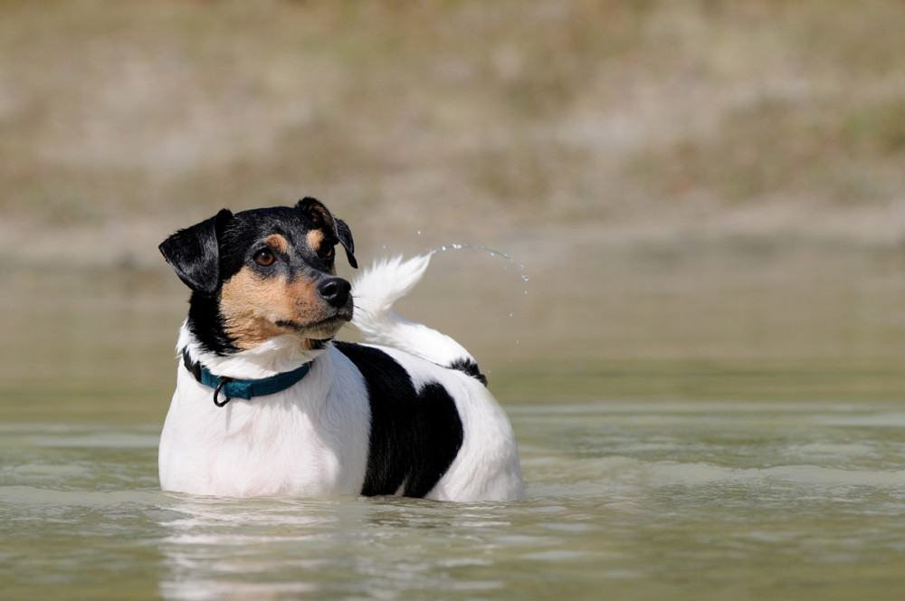 Kutya marjáig vízben áll