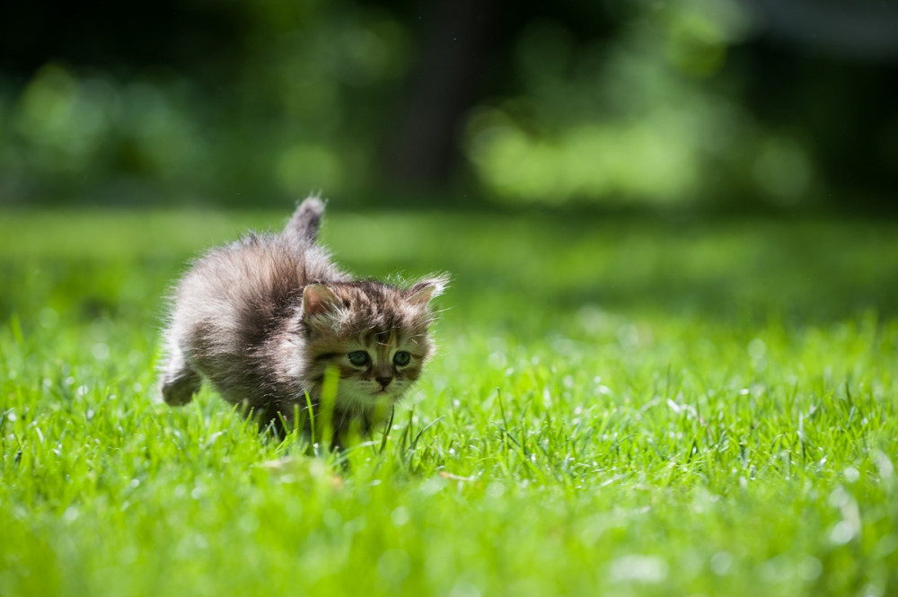 pici cica zöld fűben ugrál