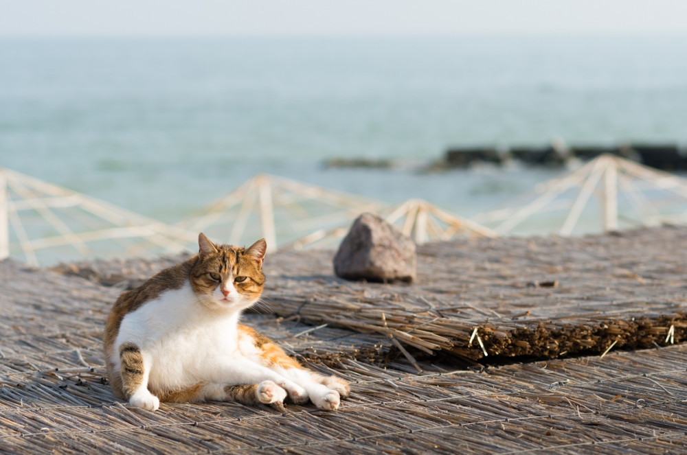 macska napozik a tengerparton