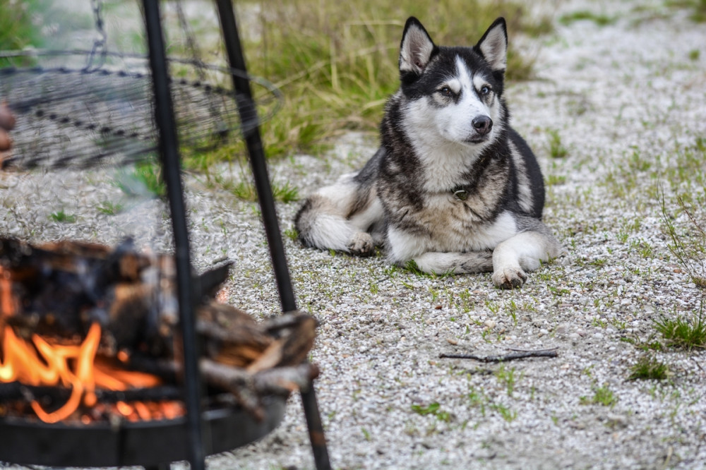 husky fekszik a grill tűz közelében