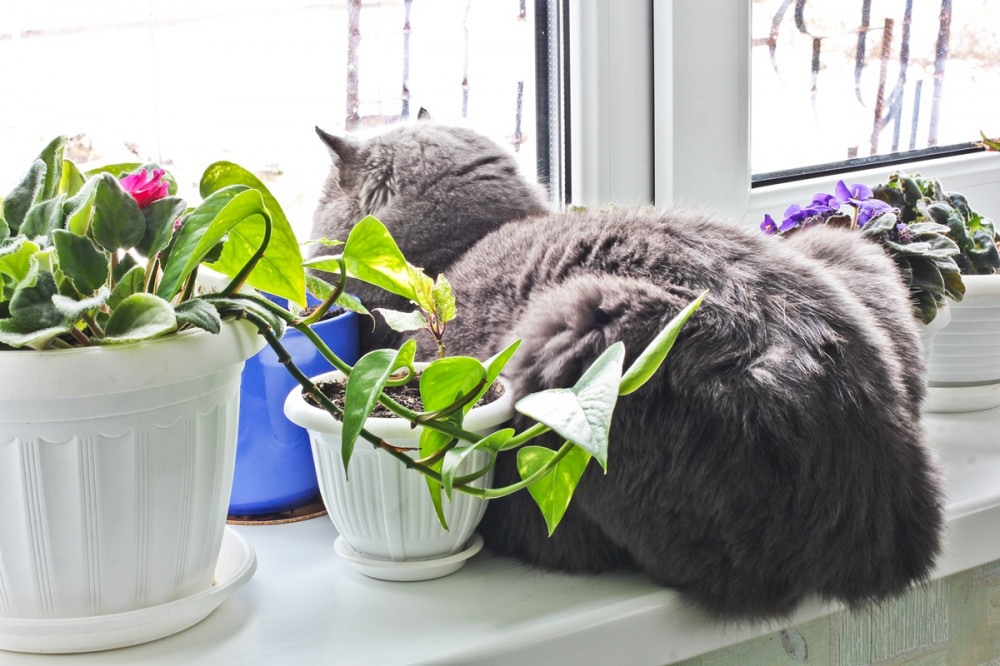 macska az ablakban fekszik, virágok mellett és kifelé néz