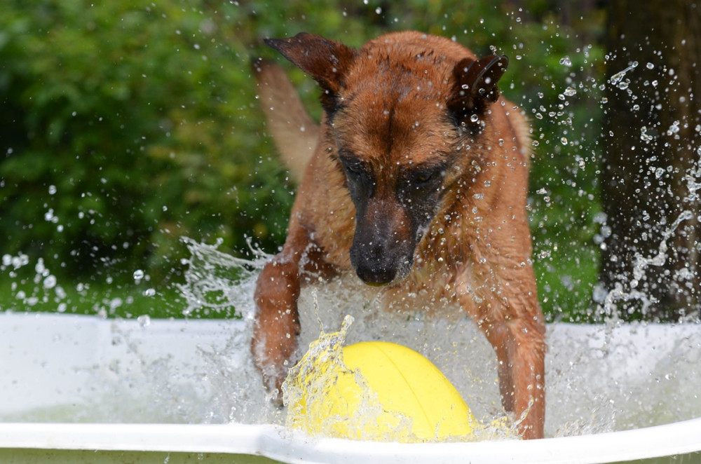 kutya medencében labdát paskol