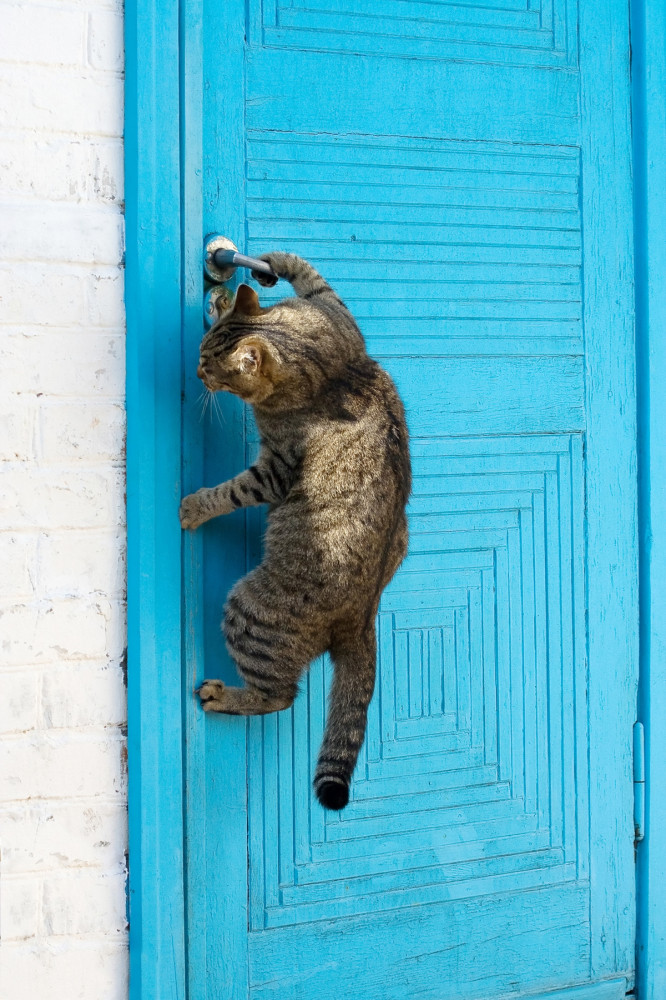 macska kék ajtó kilincsén csimpaszkodik