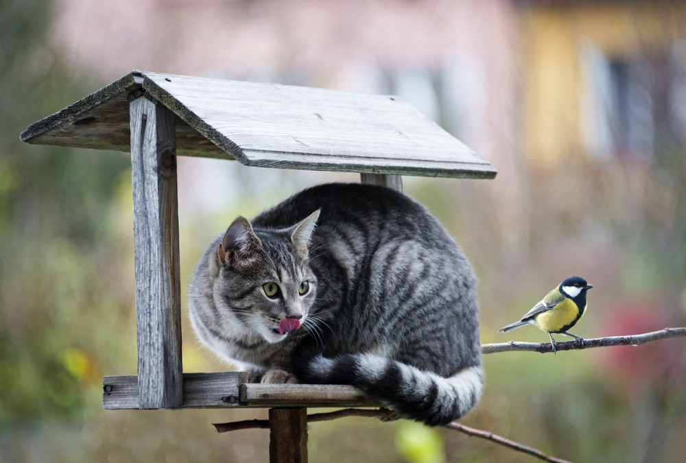 macska a madáretetőn ül, mellette az ágon madár