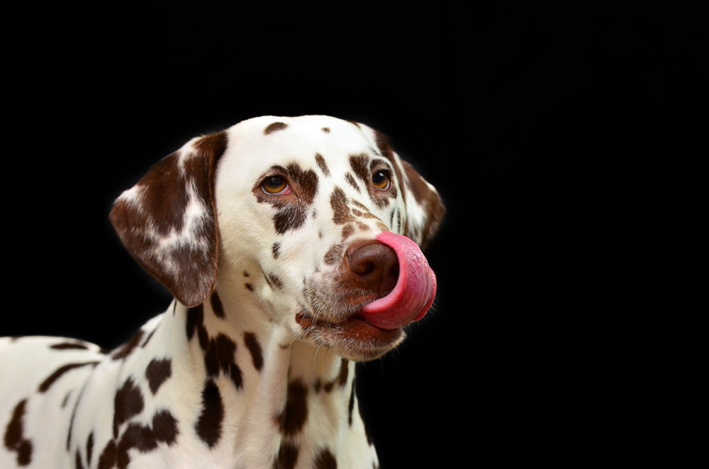 dalmata nyalogatja a levegőt