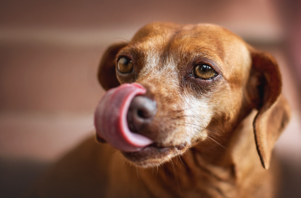 vizsla az orrát nyalogatja