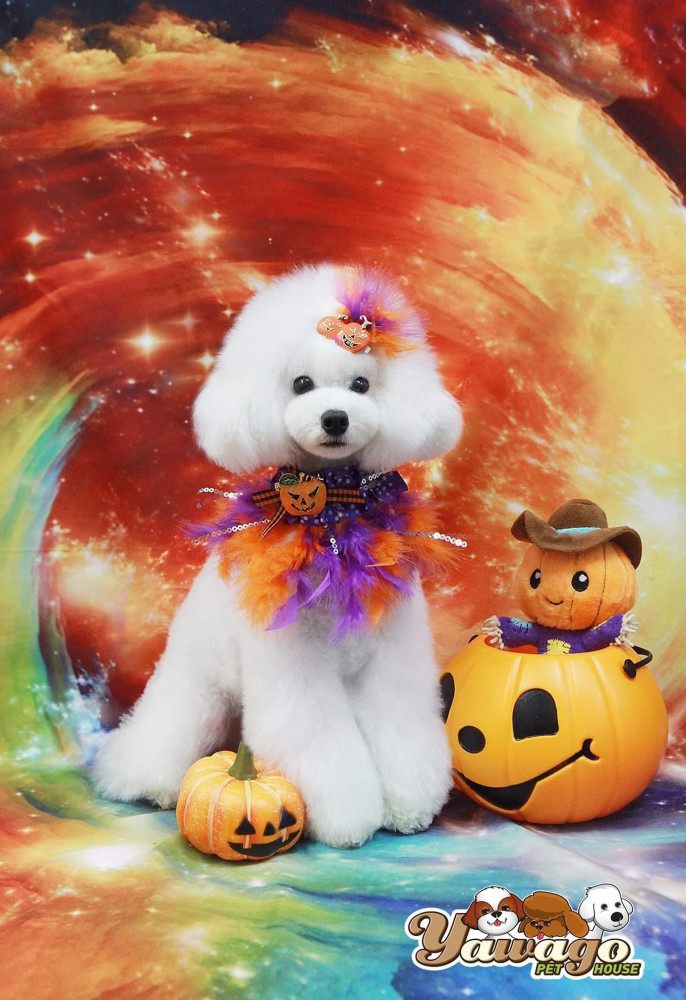 szép fehér kutya, nyakában halloween-i dísszel