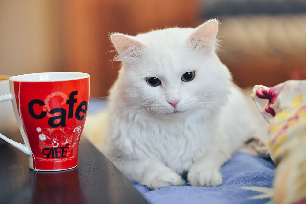fehér cica kávéscsésze mellett fekszik