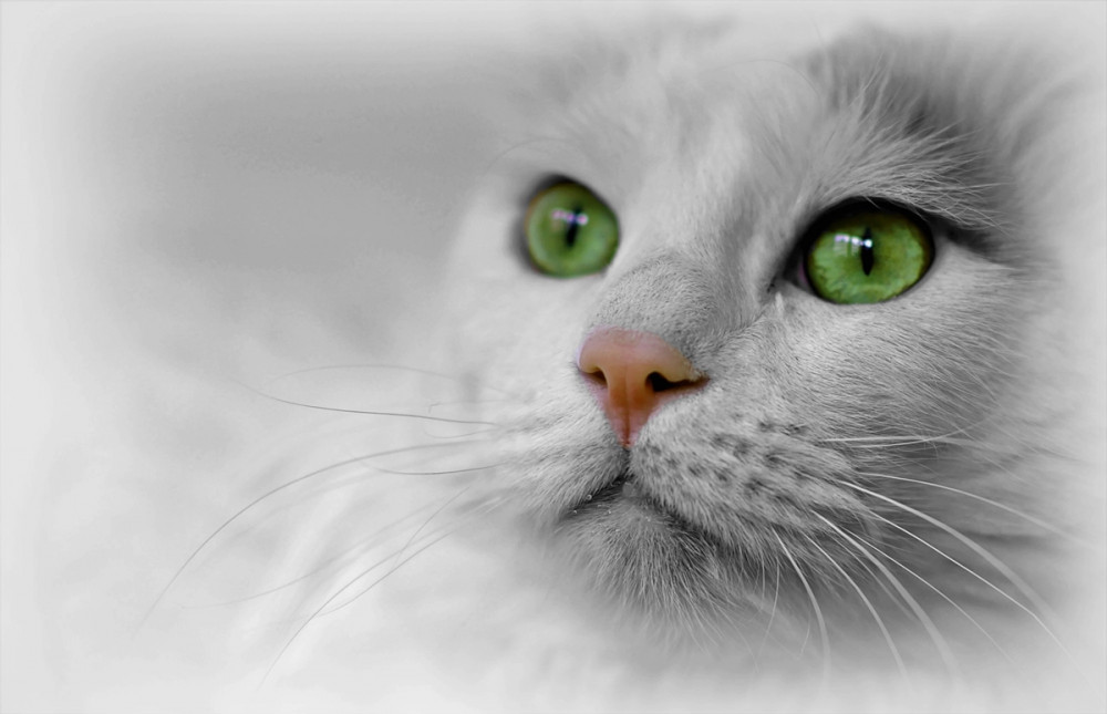 zöld szemű, fehér cica portréja