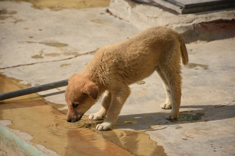 kutya vizet lefetyel a pocsolyából