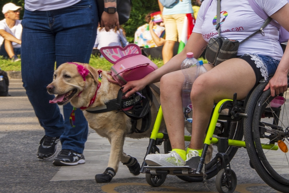 mozgássérült hölgy sétáltatja cipős kutyáját nyáron