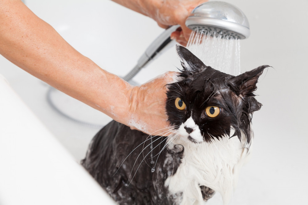 fekete-fehér cica fürdetése zuhannyal