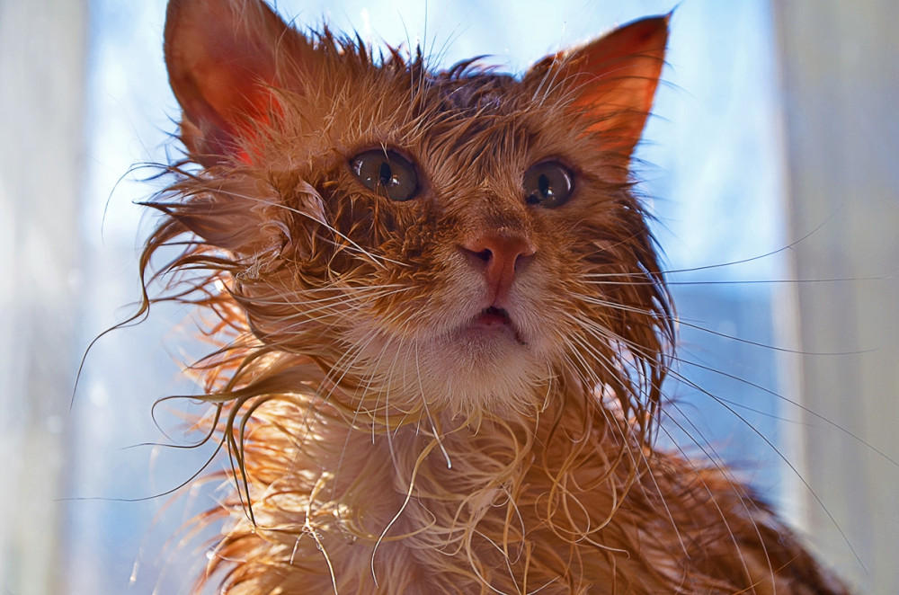vizes vörös macska