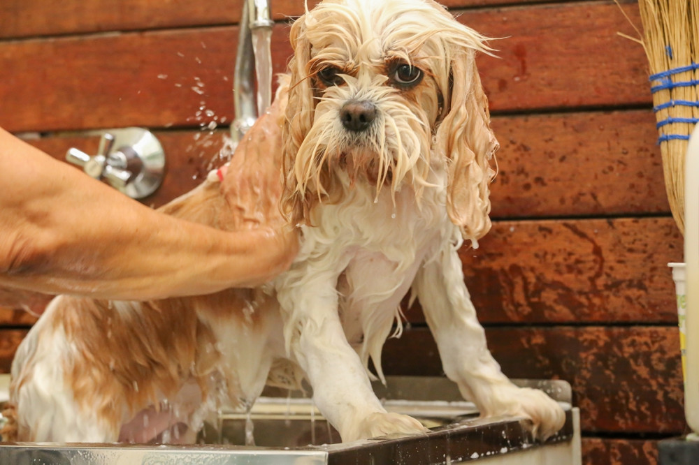 mérgesen néz a kutya, miközben fürdetik